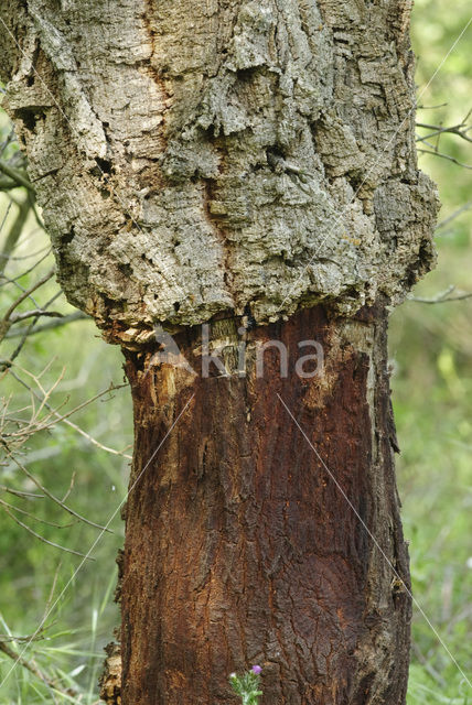 Cork Oak (Quercus suber)