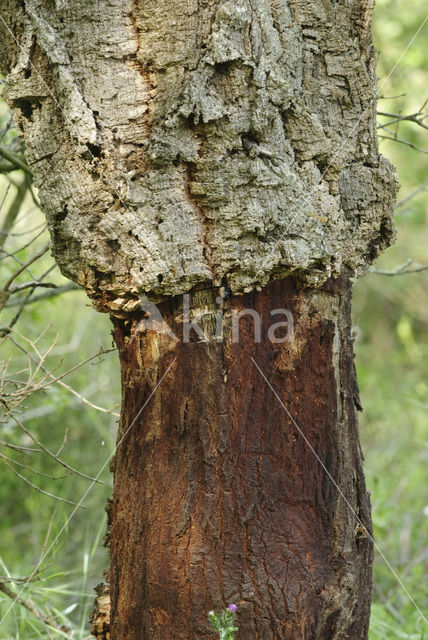 Kurkeik (Quercus suber)