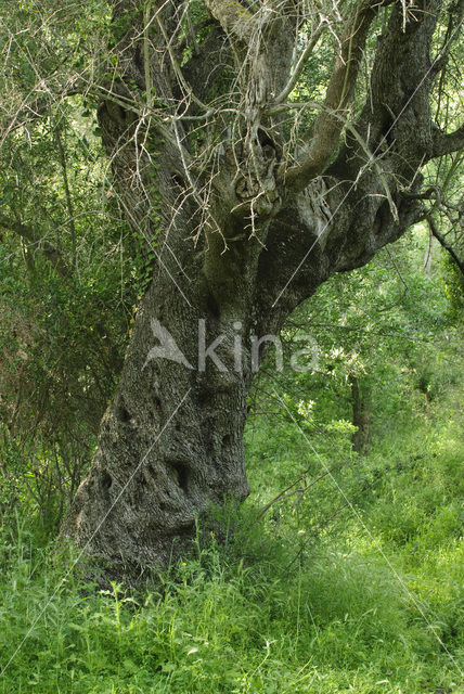 Kurkeik (Quercus suber)