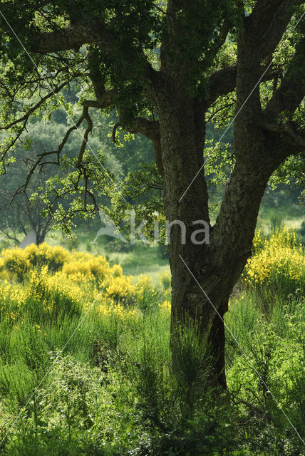 Cork Oak (Quercus suber)