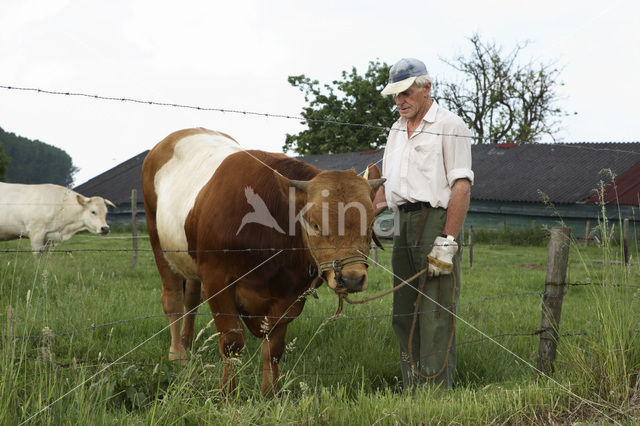 Dutch Belted Cow