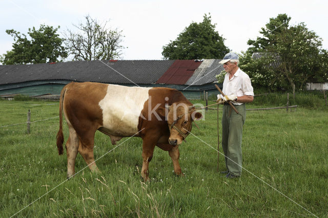 Dutch Belted Cow