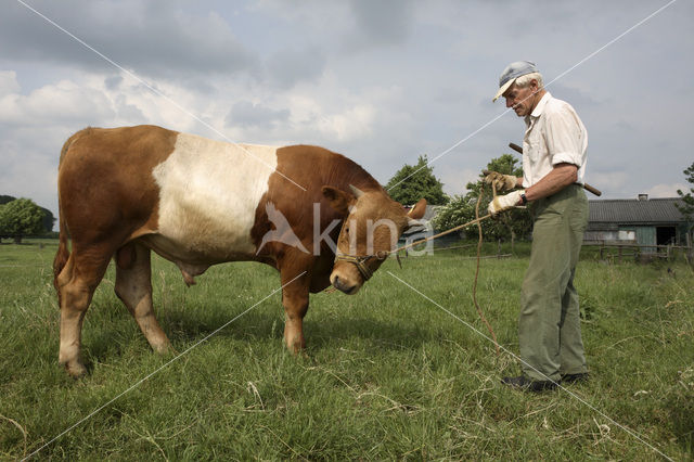 Dutch Belted Cow