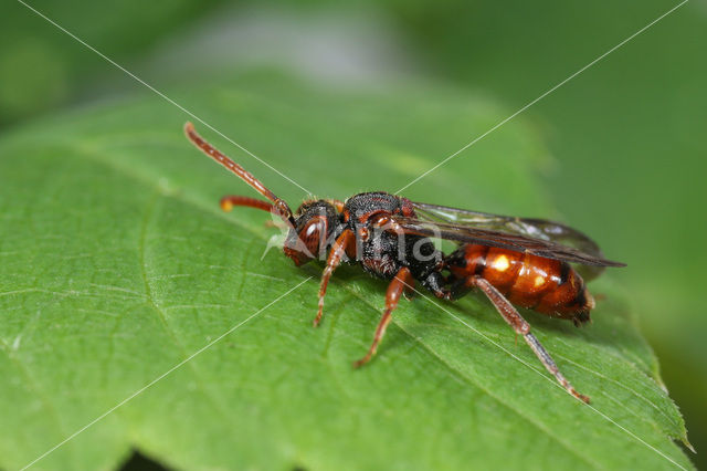 Nomada conjungens