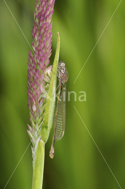 Blue-tailed Damselfly (Ischnura elegans)