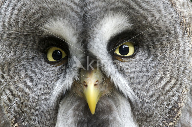 Great Grey Owl (Strix nebulosa)