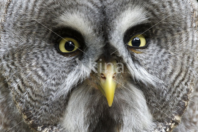 Great Grey Owl (Strix nebulosa)