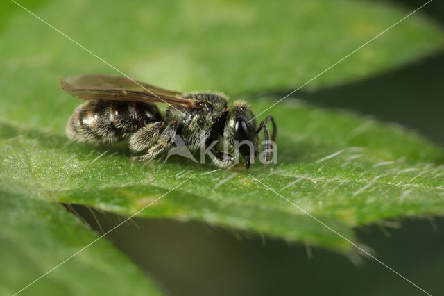 Lasioglossum aeratum