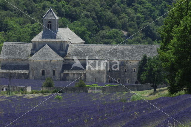 Lavendel (Lavandula spec.)