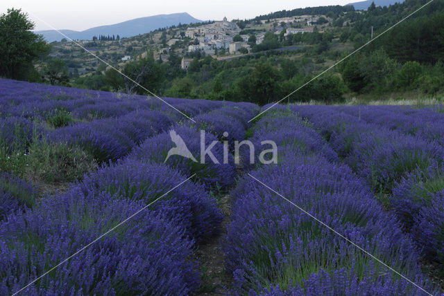 Lavendel (Lavandula spec.)