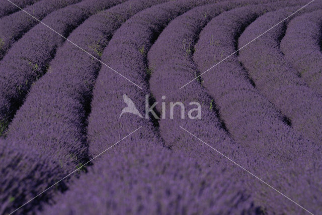 lavender (Lavandula spec.)