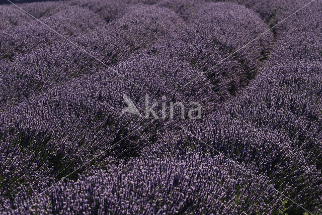 lavender (Lavandula spec.)