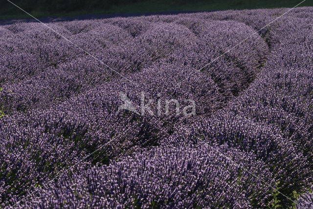 lavender (Lavandula spec.)