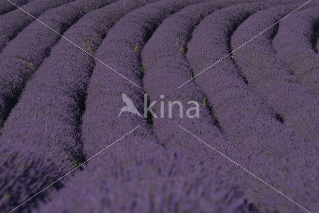 lavender (Lavandula spec.)