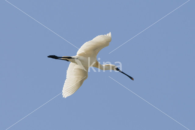 Lepelaar (Platalea leucorodia)