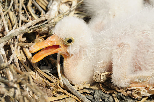 Lepelaar (Platalea leucorodia)