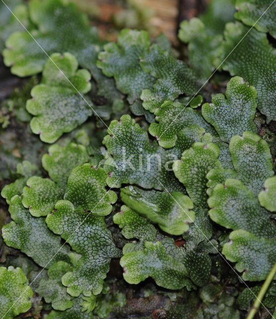 Liverwort (Marchantia spec.)