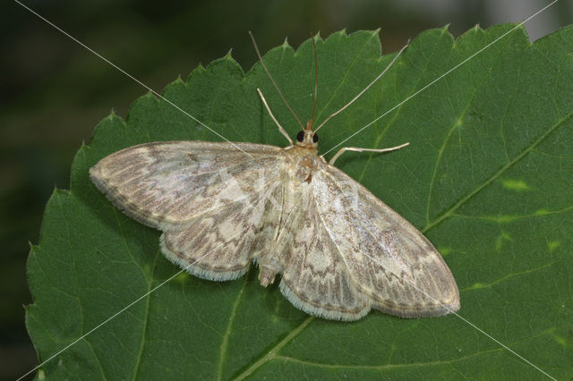 Lichte Coronamot (Perinephela lancealis)