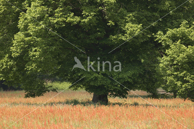 Lime (Tilia)