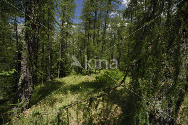 Larch (Larix)