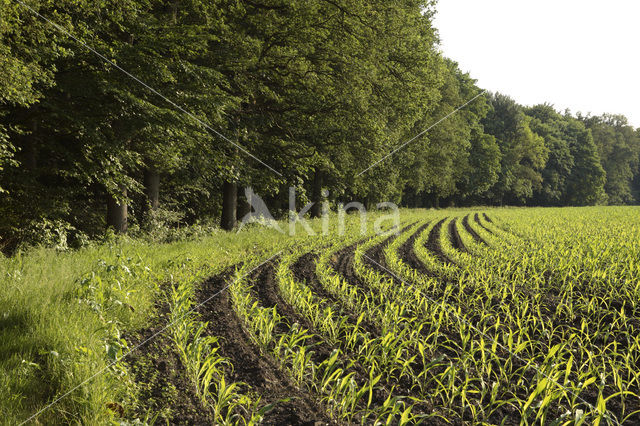 Maize