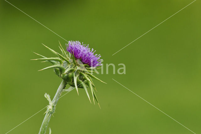 Mariadistel (Silybum marianum)