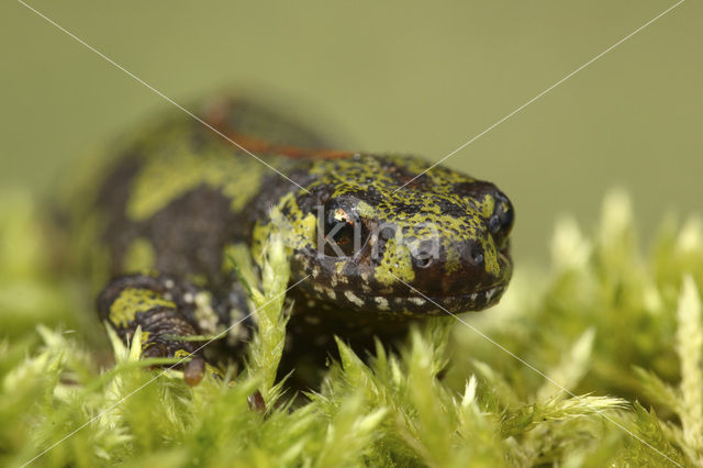 Marbled Newt (Triturus marmoratus)