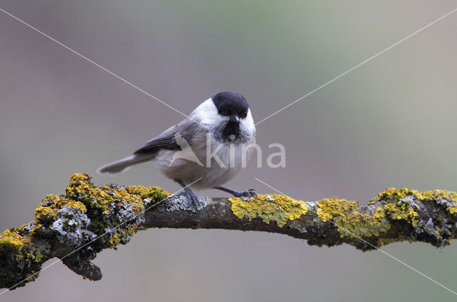 Matkop (Parus montanus)