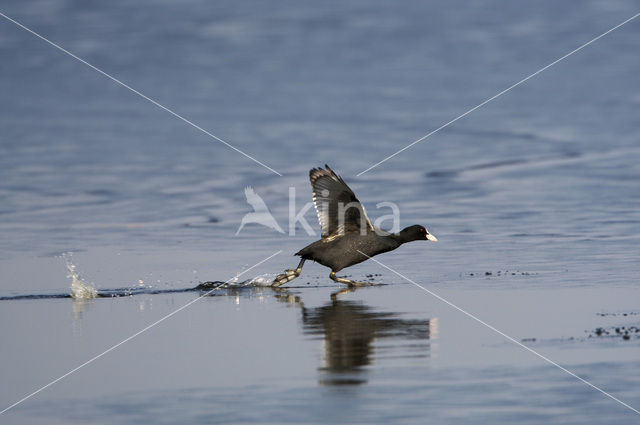 Common Coot (Fulica atra)