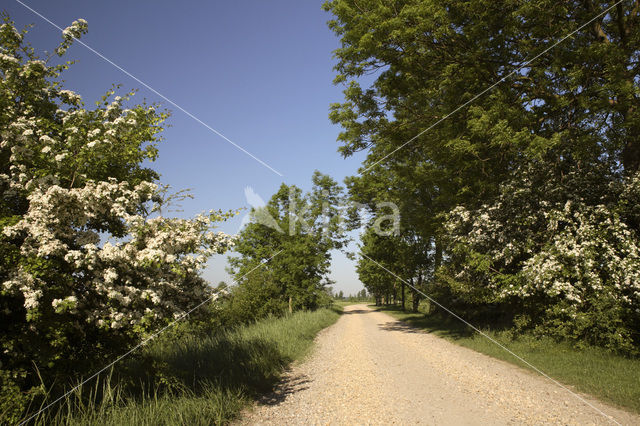 Hawthorn (Crataegus )