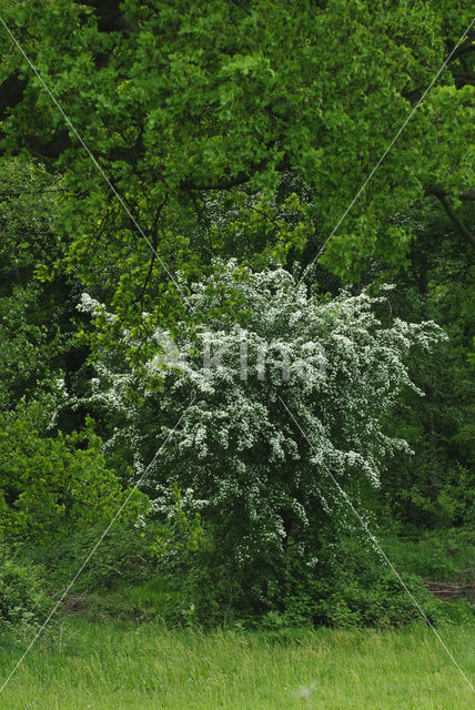 Hawthorn (Crataegus )
