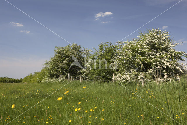 Hawthorn (Crataegus )