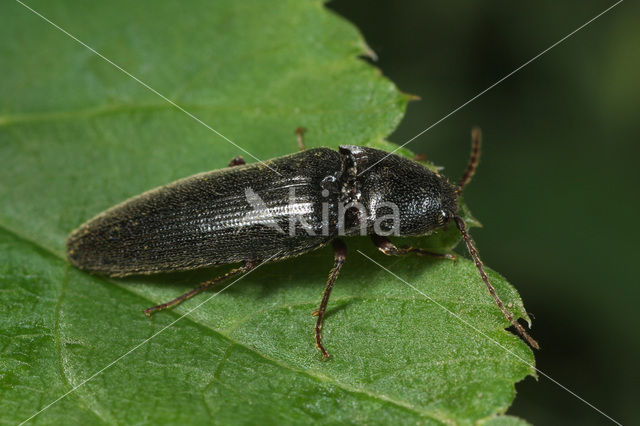 Melanotus rufipes