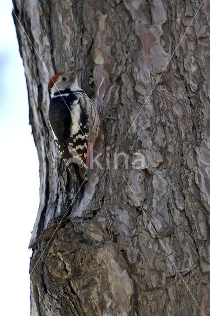 Middelste Bonte Specht (Dendrocopos medius)