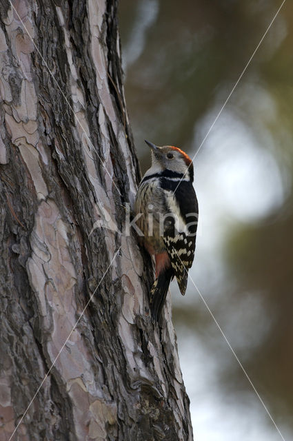 Middle Spotted Woodpecker (Dendrocopos medius)