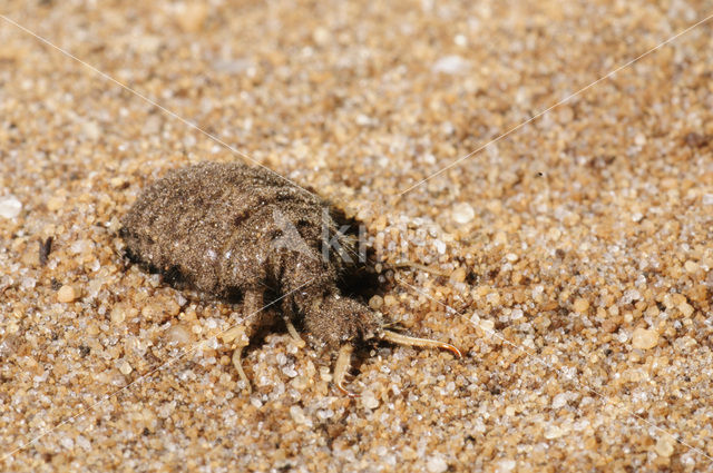 Ant-Lion (Myrmeleon formicarius)