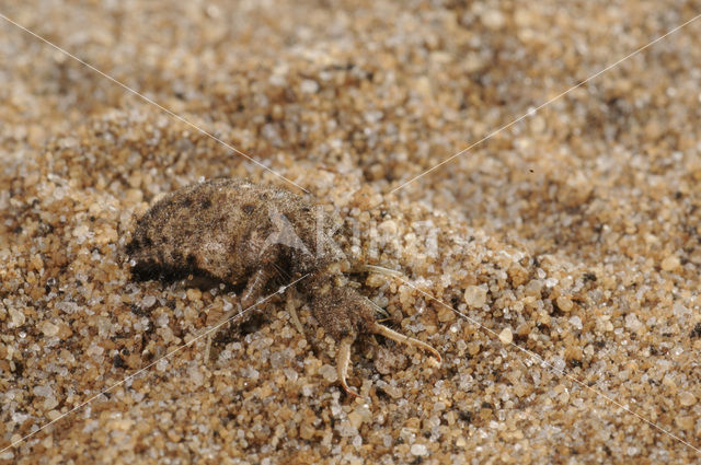 Ant-Lion (Myrmeleon formicarius)