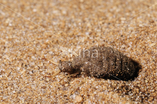 Mierenleeuw (Myrmeleon formicarius)