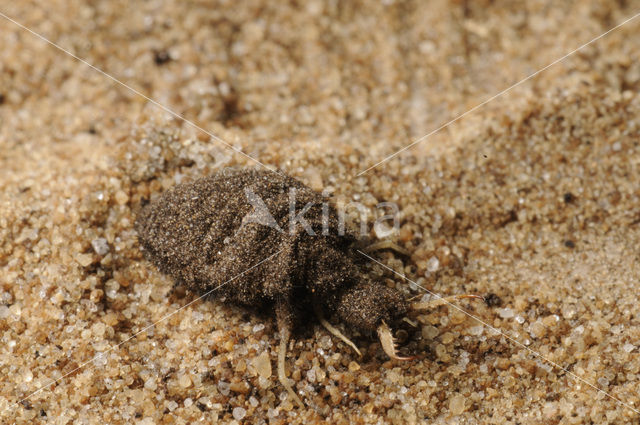 Ant-Lion (Myrmeleon formicarius)