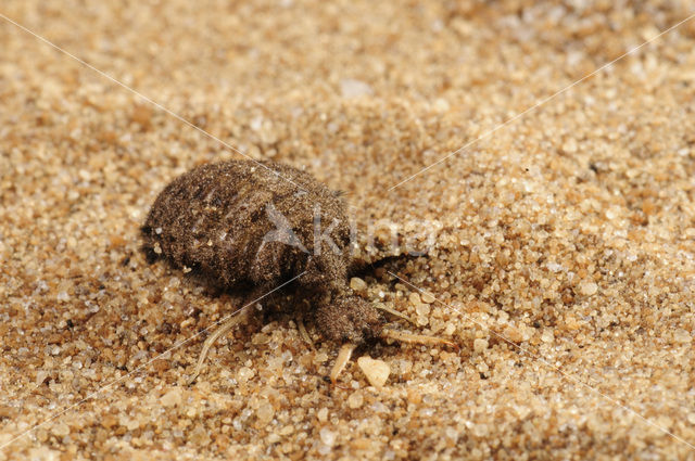 Ant-Lion (Myrmeleon formicarius)