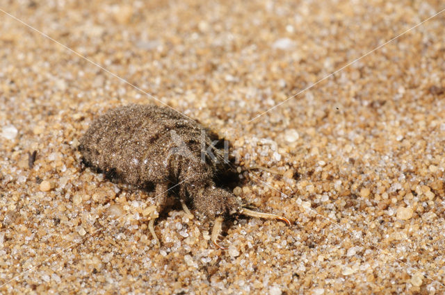 Mierenleeuw (Myrmeleon formicarius)