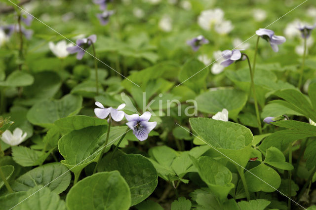 Moerasviooltje (Viola palustris)