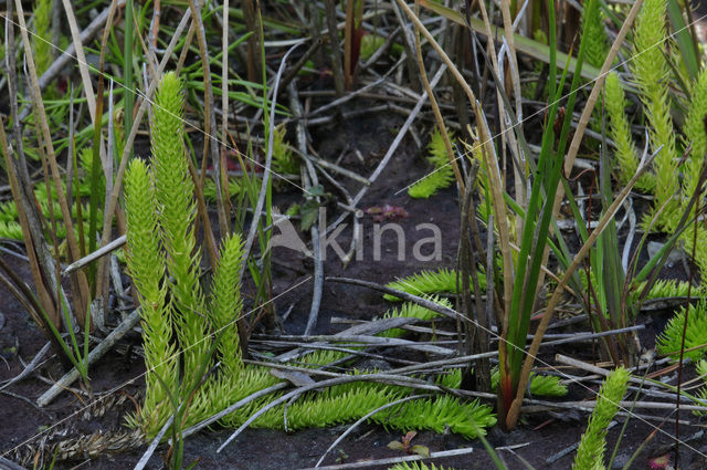 Marsh Clubmoss (Lycopodiella inundata)