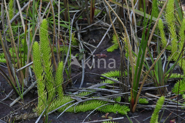 Moeraswolfsklauw (Lycopodiella inundata)