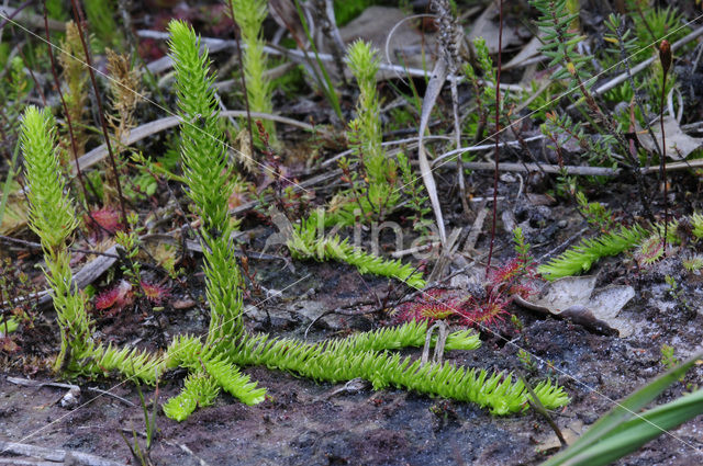 Moeraswolfsklauw (Lycopodiella inundata)