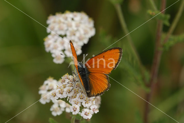 Morgenrood (Lycaena virgaureae)