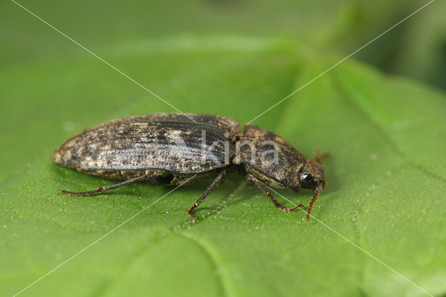 Agrypnus murina