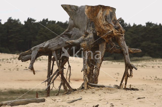 Nationaal Park De Hoge Veluwe