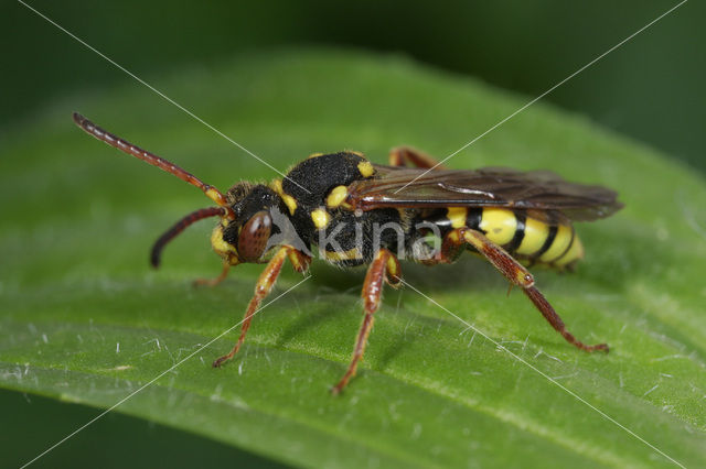 Nomada melathoracica