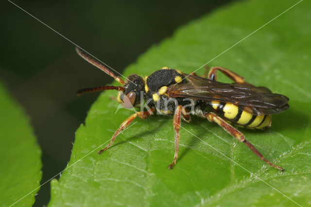 Nomada melathoracica